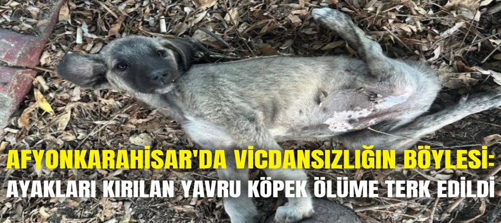 AFYON'DA VİCDANSIZLIĞIN BÖYLESİ: AYAKLARI KIRILAN YAVRU KÖPEK ÖLÜME TERK EDİLDİ