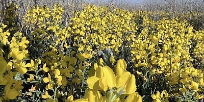 Afyon’da Bu Çiçeği Koparmanın Cezası 557 Bin TL Oldu