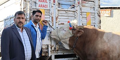 Afyon’da Dev Kurbanlık! 1 Ton 250 Kiloluk Dana Görenleri Hayrete Düşürdü