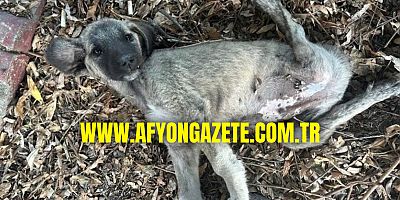 AFYON'DA VİCDANSIZLIĞIN BÖYLESİ: AYAKLARI KIRILAN YAVRU KÖPEK ÖLÜME TERK EDİLDİ