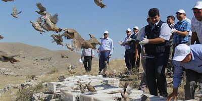 Afyon’un Bu İlçesi Keklik Üretiminde Adından Söz Ettiriyor: 33 Bin Keklik Doğaya Salındı